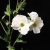 Artificial begonia flower arrangement - image 4